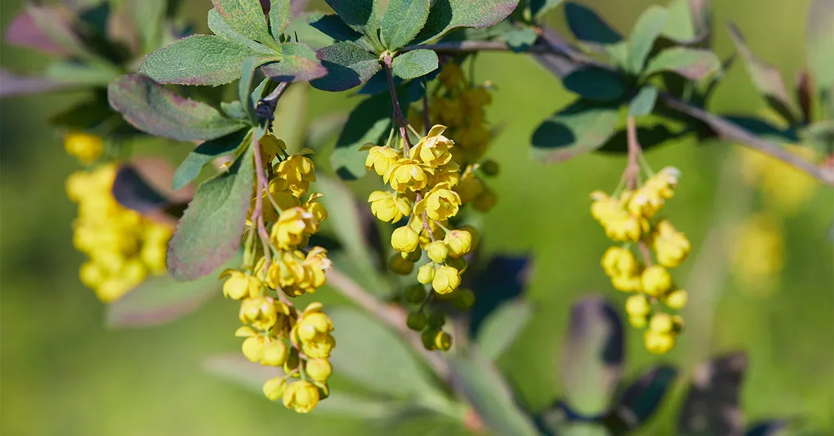Berberine: Does it Work, Who is it Good for and What Dosage to Take.