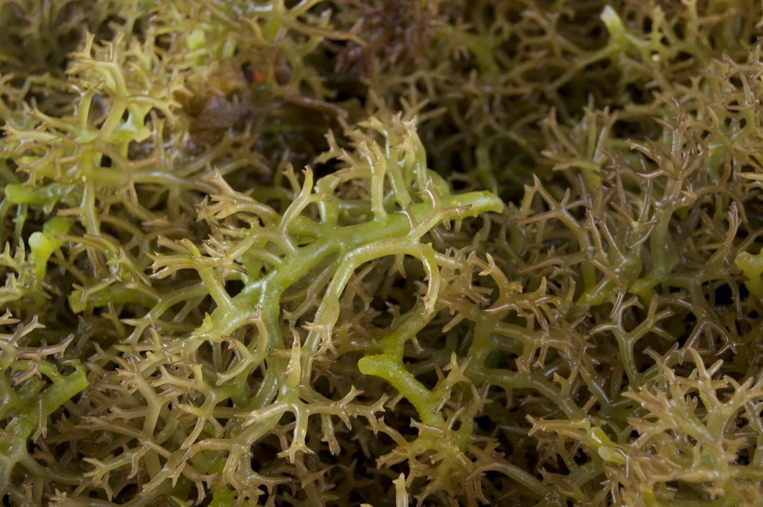 Carrageenan; Is it Really Safe to Eat or Drink?