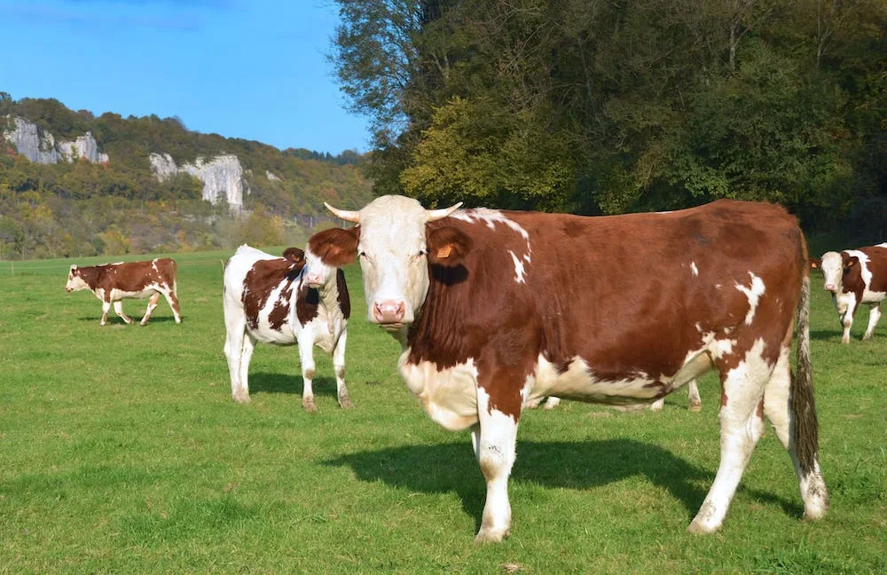 Is Fake Meat Unhealthy? Learn the Truth They Are Hiding From You!