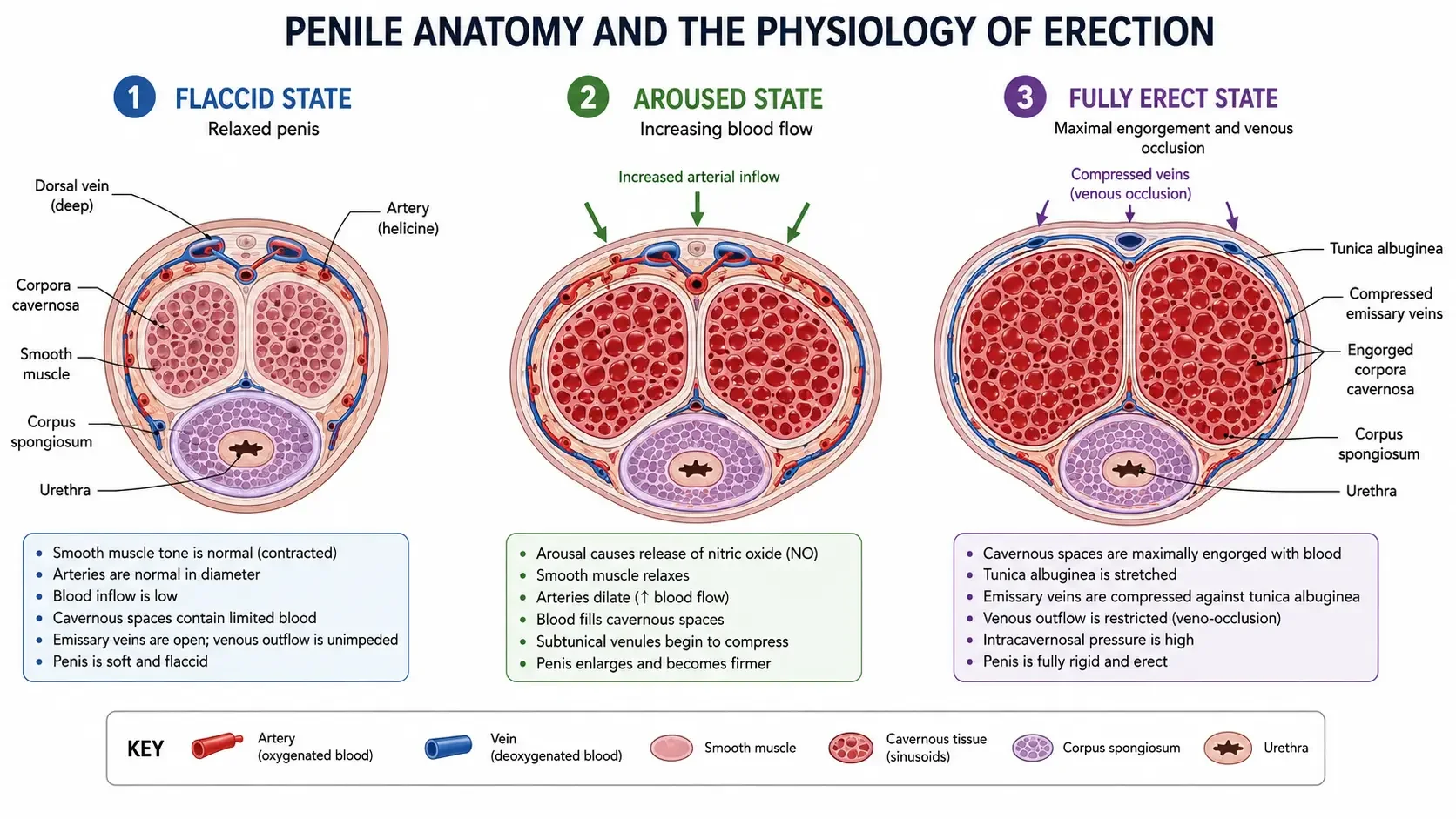 How blood flow and nitric oxide create and maintain erections for penis health and erectile dysfunction treatment